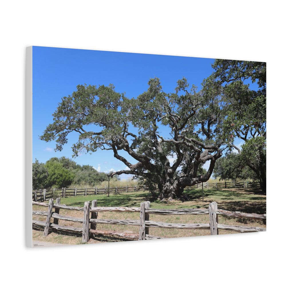 Big Tree - One Of The Most Famous/Largest Live Oak Tree Landscape Canvas | Matte Stretched Canvas