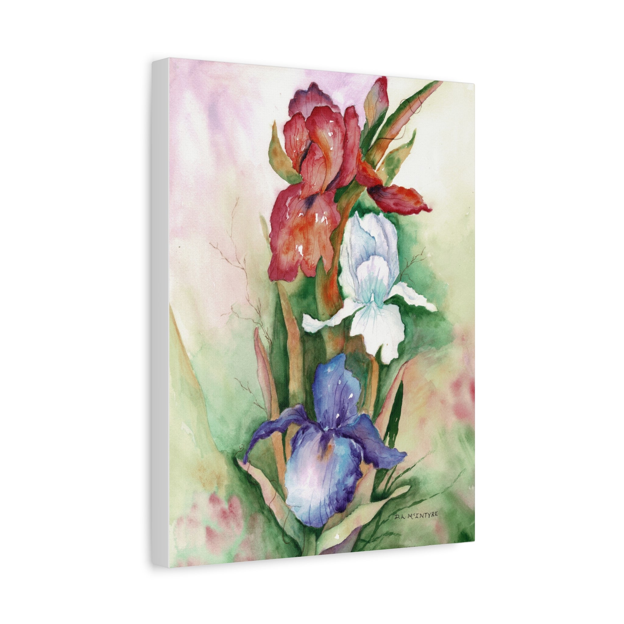 Canvas Wall Art, Handpainted Watercolor Red, White, Blue Irises, Matte Stretched Print, Home Decor, Floral Painting, Botanical Art, Large