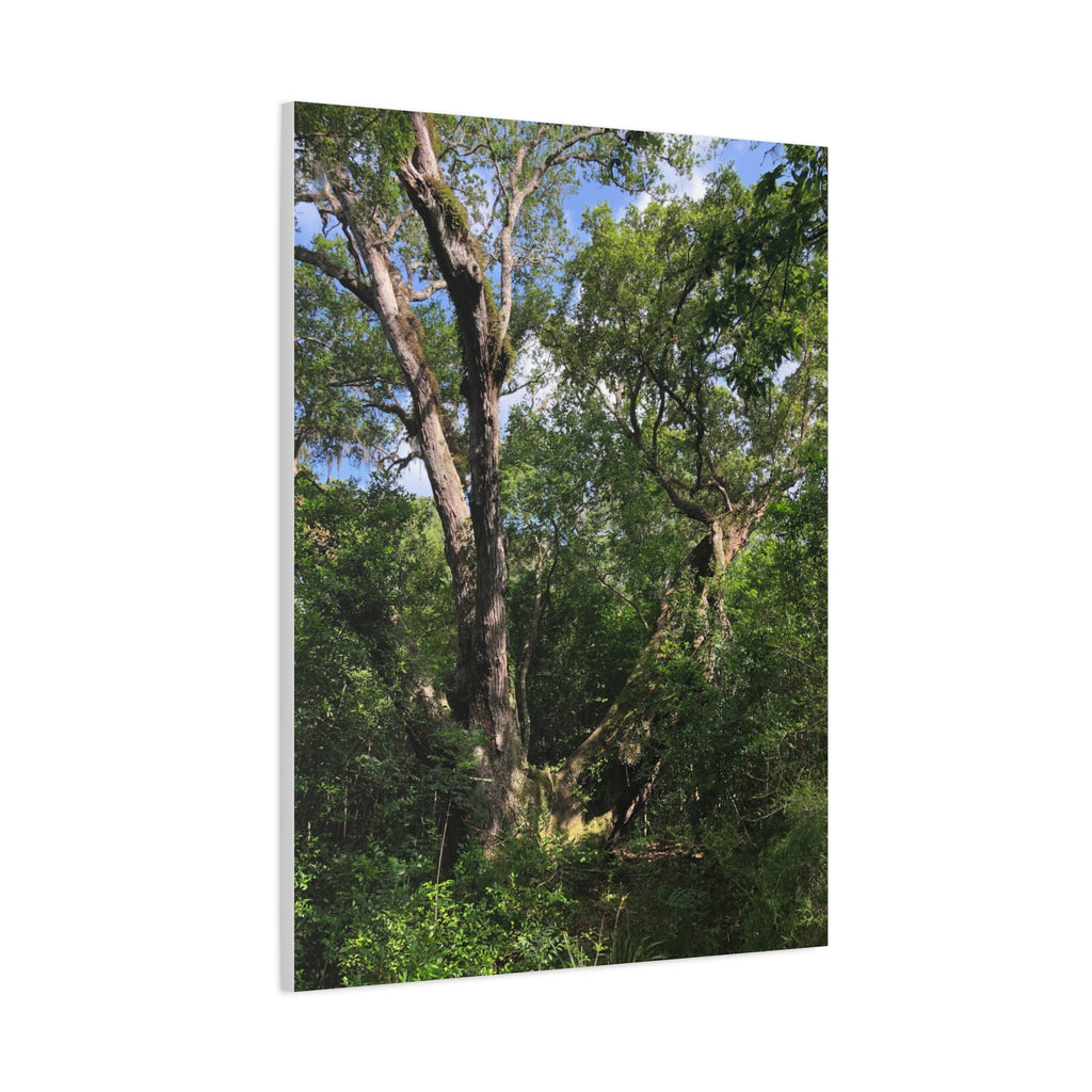 San Bernard Oak - Texas Largest Live Oak Sunlit Forest Trees Matte Canvas