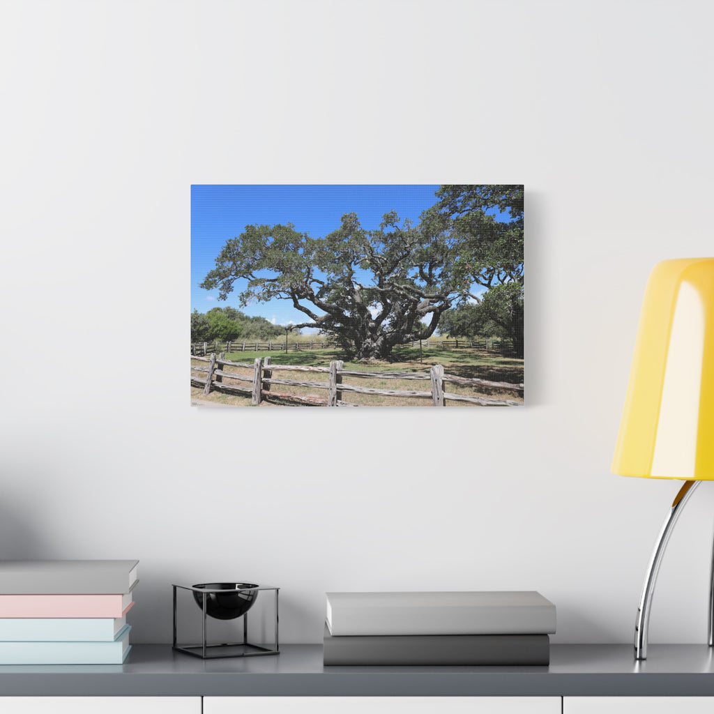 Big Tree - One Of The Most Famous/Largest Live Oak Tree Landscape Canvas | Matte Stretched Canvas