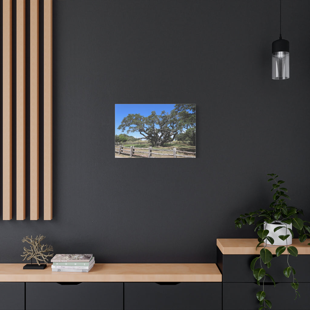 Big Tree - One Of The Most Famous/Largest Live Oak Tree Landscape Canvas | Matte Stretched Canvas