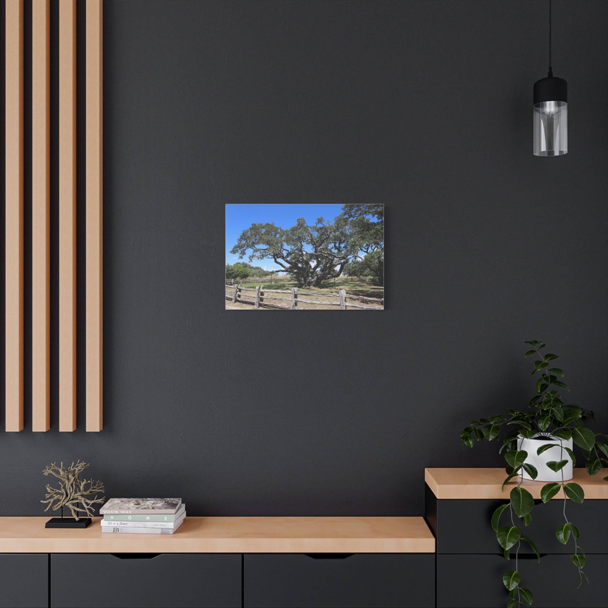 Big Tree - One Of The Most Famous/Largest Live Oak Tree Landscape Canvas | Matte Stretched Canvas