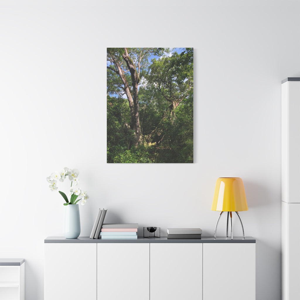 San Bernard Oak - Texas Largest Live Oak Sunlit Forest Trees Matte Canvas