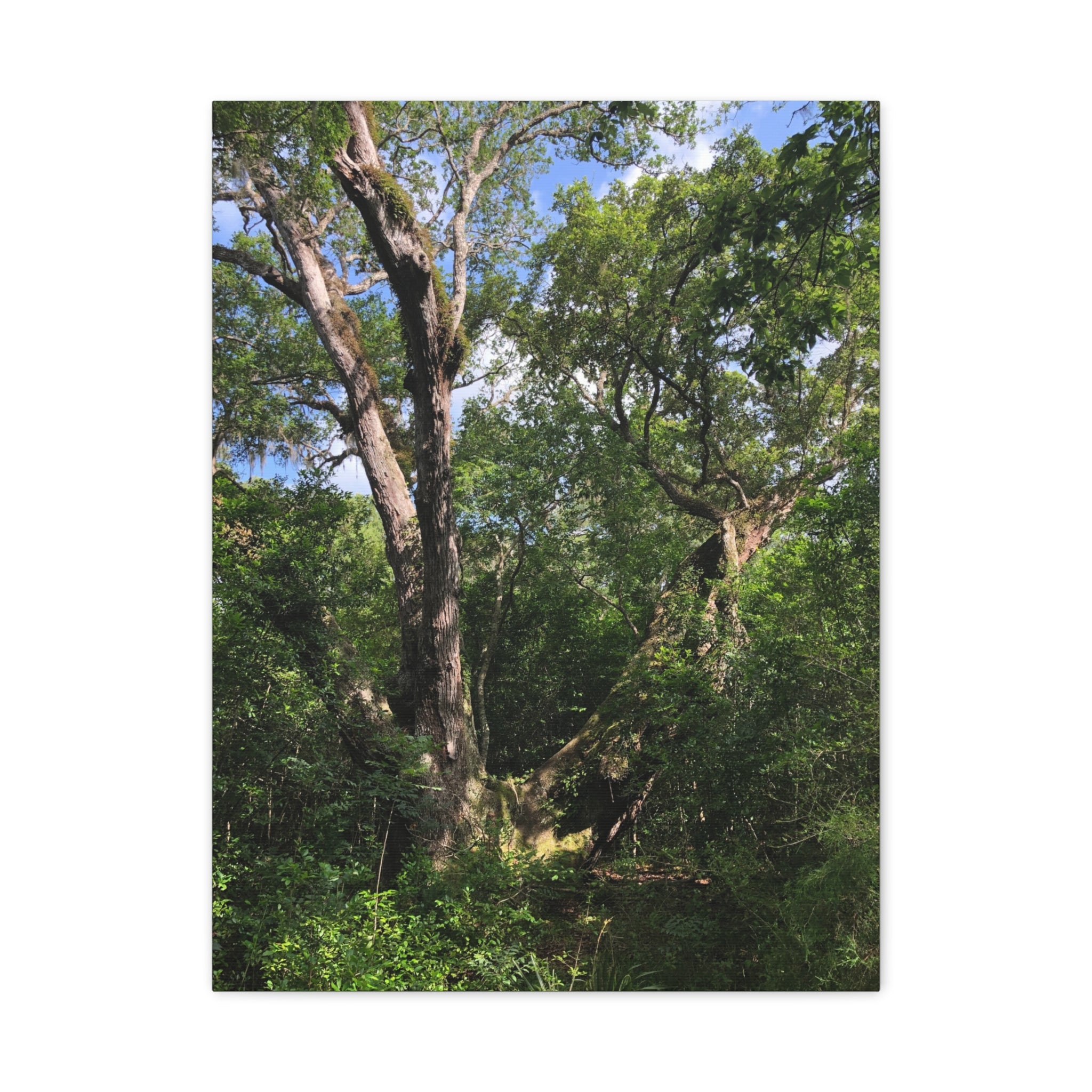 San Bernard Oak - Texas Largest Live Oak Sunlit Forest Trees Matte Canvas