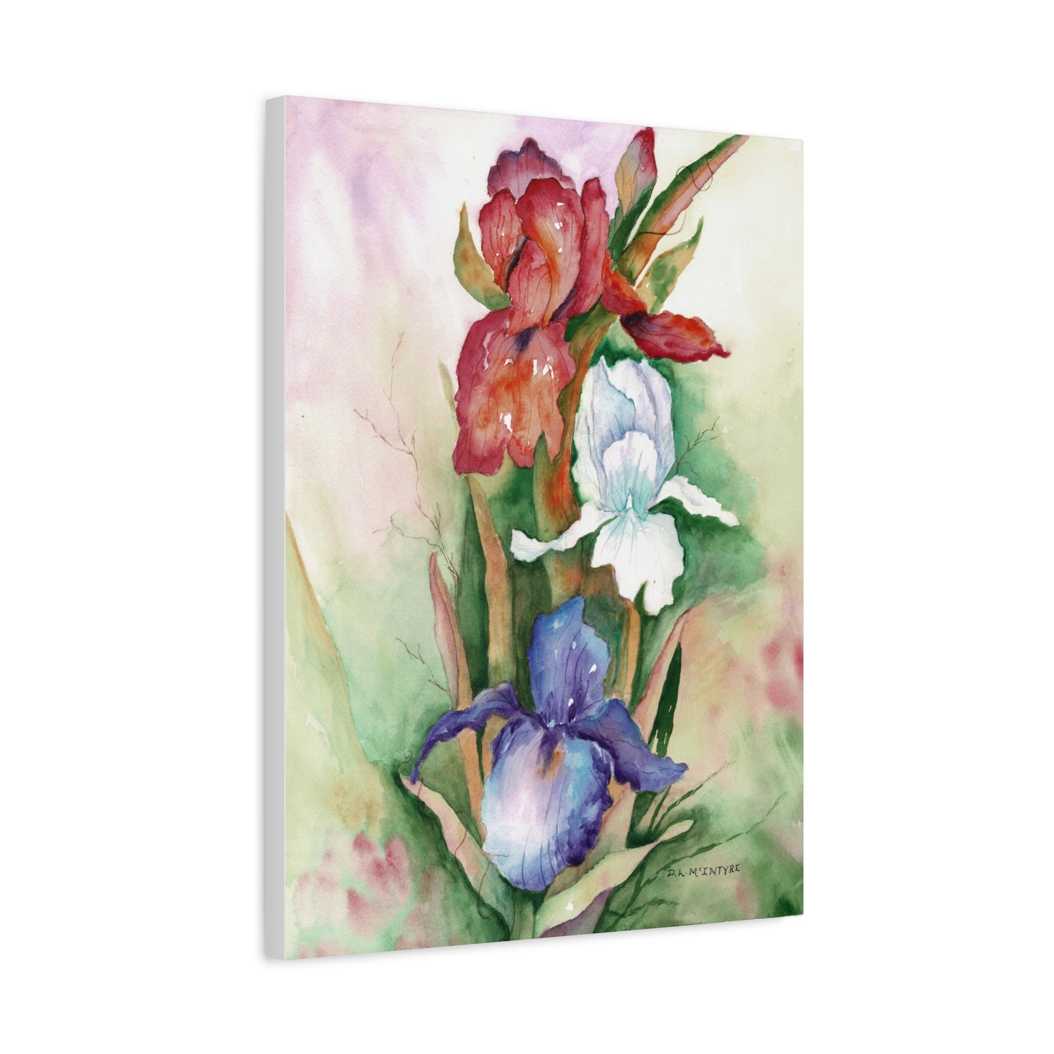 Canvas Wall Art, Handpainted Watercolor Red, White, Blue Irises, Matte Stretched Print, Home Decor, Floral Painting, Botanical Art, Large