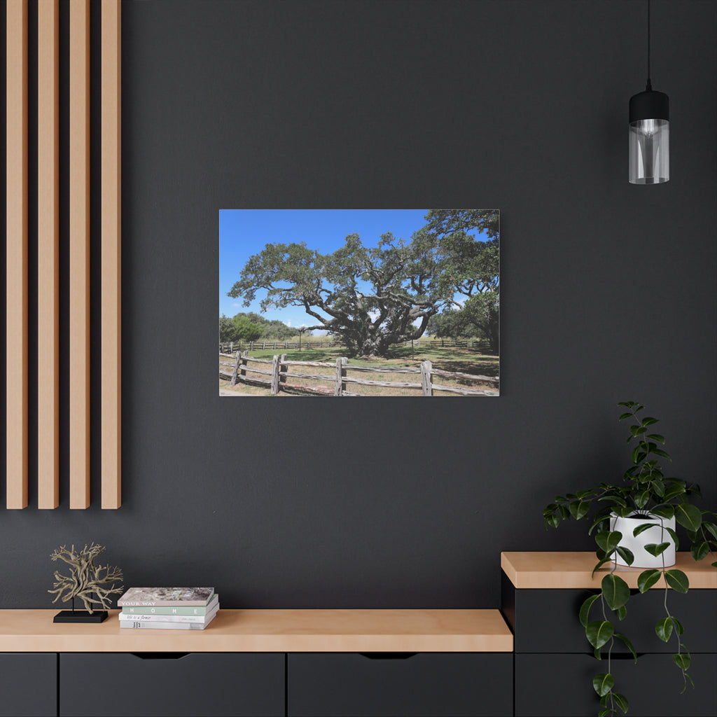 Big Tree - One Of The Most Famous/Largest Live Oak Tree Landscape Canvas | Matte Stretched Canvas