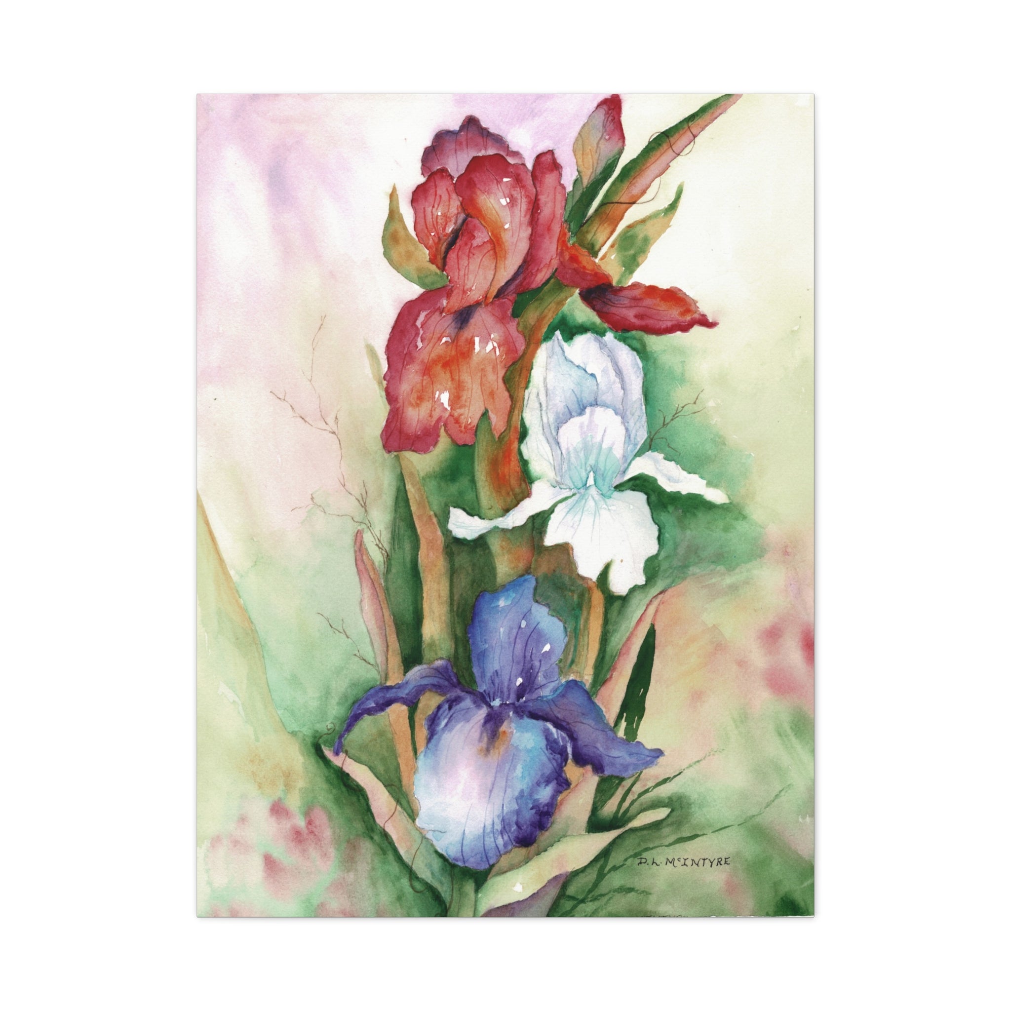 Canvas Wall Art, Handpainted Watercolor Red, White, Blue Irises, Matte Stretched Print, Home Decor, Floral Painting, Botanical Art, Large