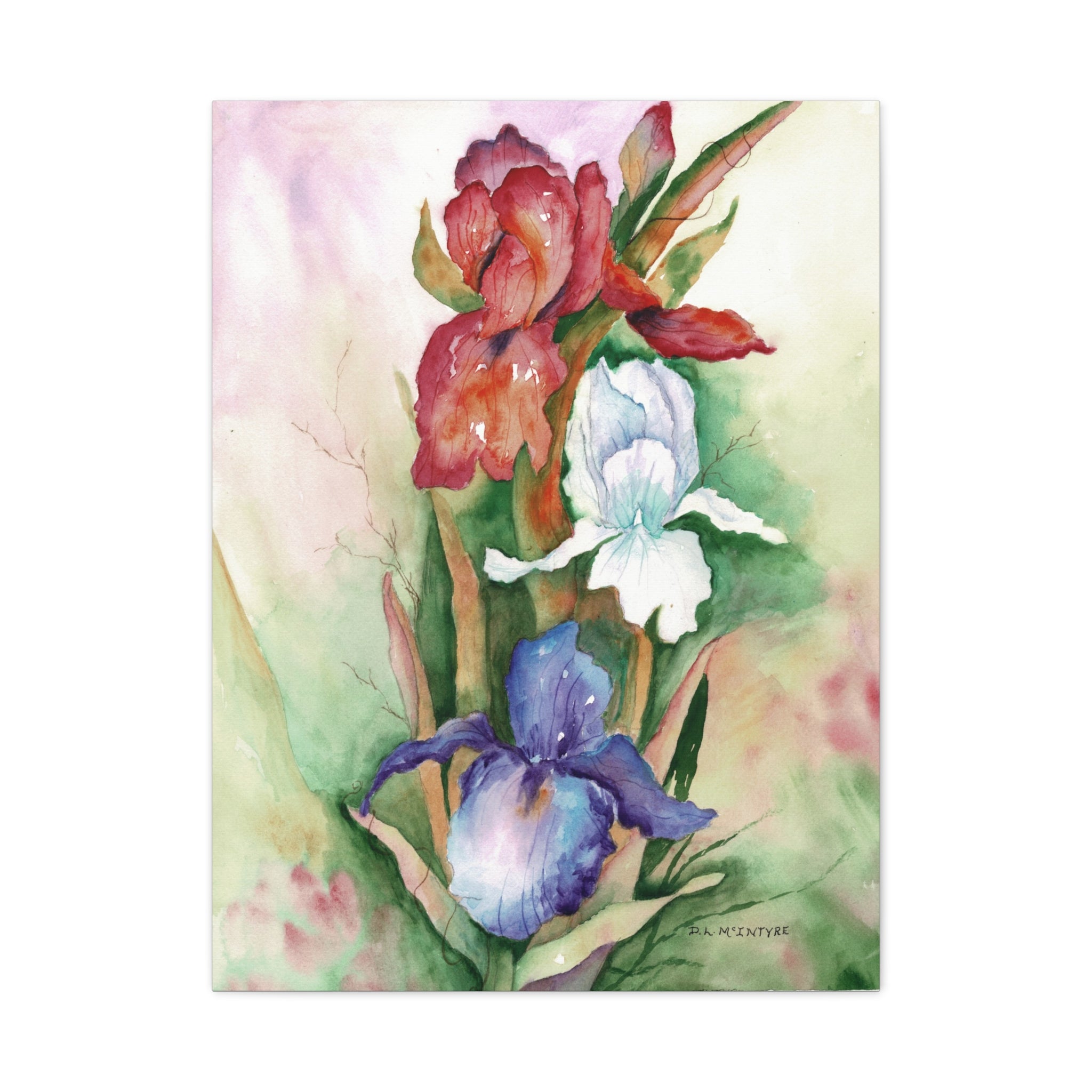 Canvas Wall Art, Handpainted Watercolor Red, White, Blue Irises, Matte Stretched Print, Home Decor, Floral Painting, Botanical Art, Large