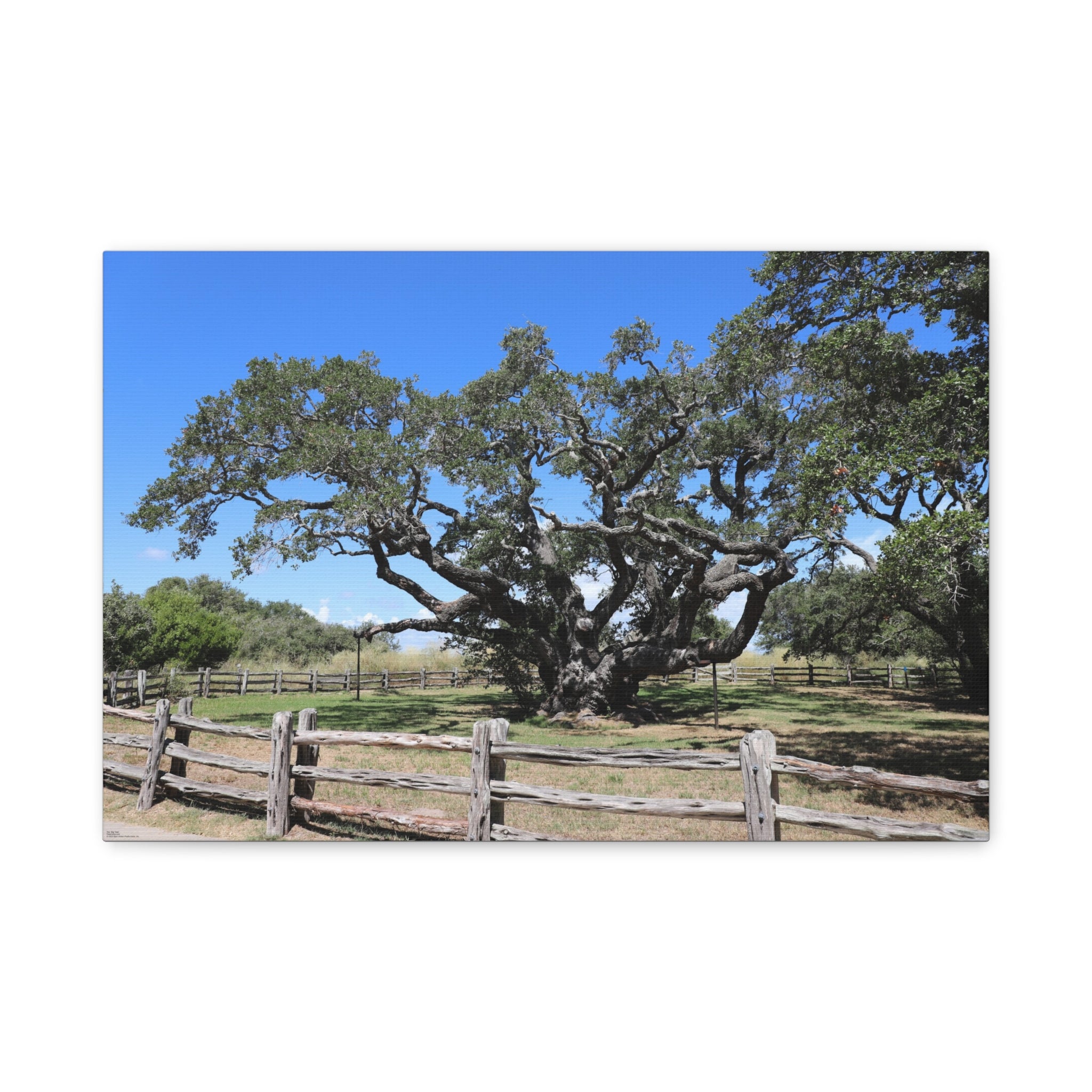 Big Tree - One Of The Most Famous/Largest Live Oak Tree Landscape Canvas | Matte Stretched Canvas