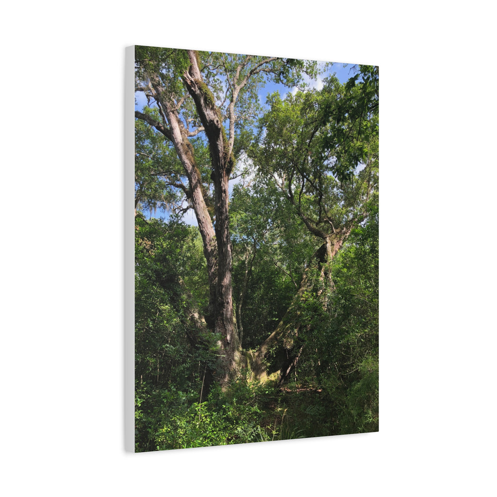 San Bernard Oak - Texas Largest Live Oak Sunlit Forest Trees Matte Canvas