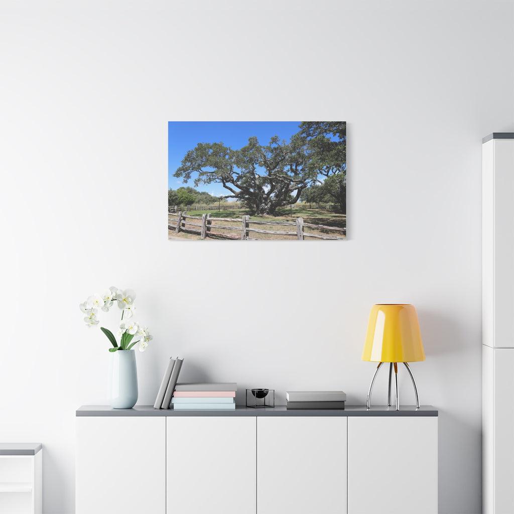 Big Tree - One Of The Most Famous/Largest Live Oak Tree Landscape Canvas | Matte Stretched Canvas