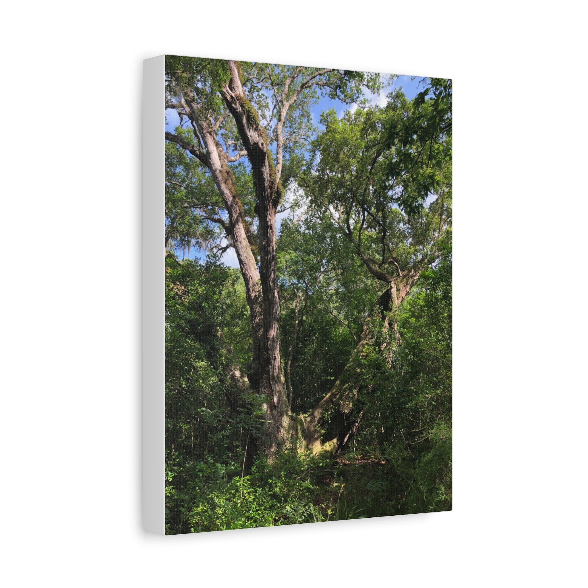 San Bernard Oak - Texas Largest Live Oak Sunlit Forest Trees Matte Canvas