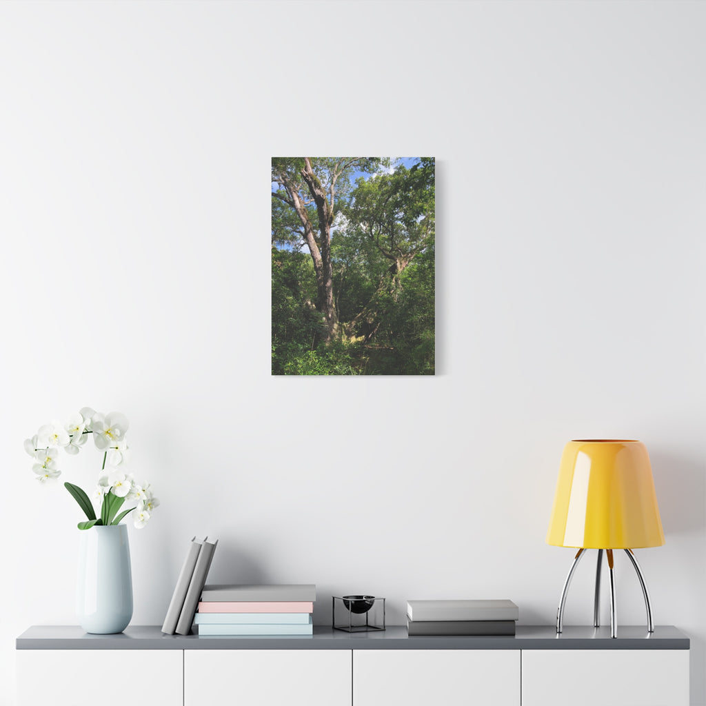 San Bernard Oak - Texas Largest Live Oak Sunlit Forest Trees Matte Canvas