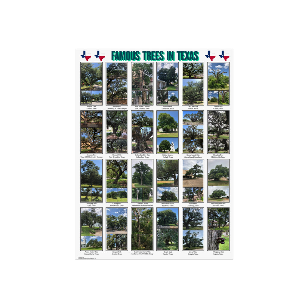 Famous Trees in Texas Poster Fine Art Poster | Botanical Photography Wall Art