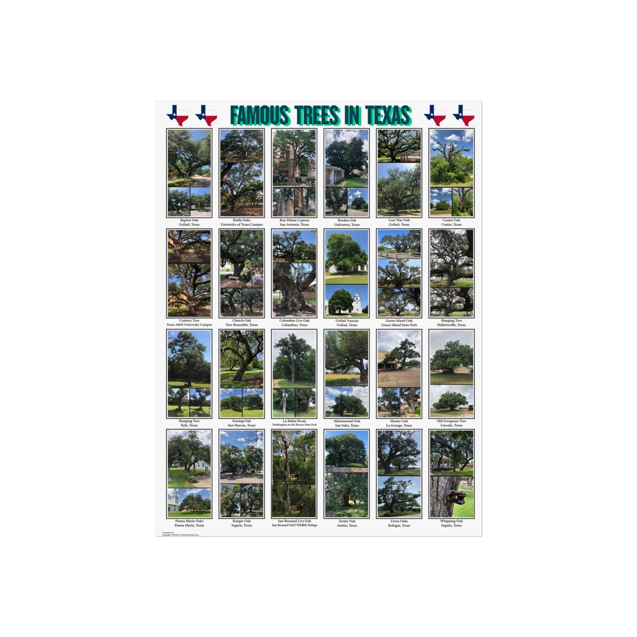 Famous Trees in Texas Poster Fine Art Poster | Botanical Photography Wall Art