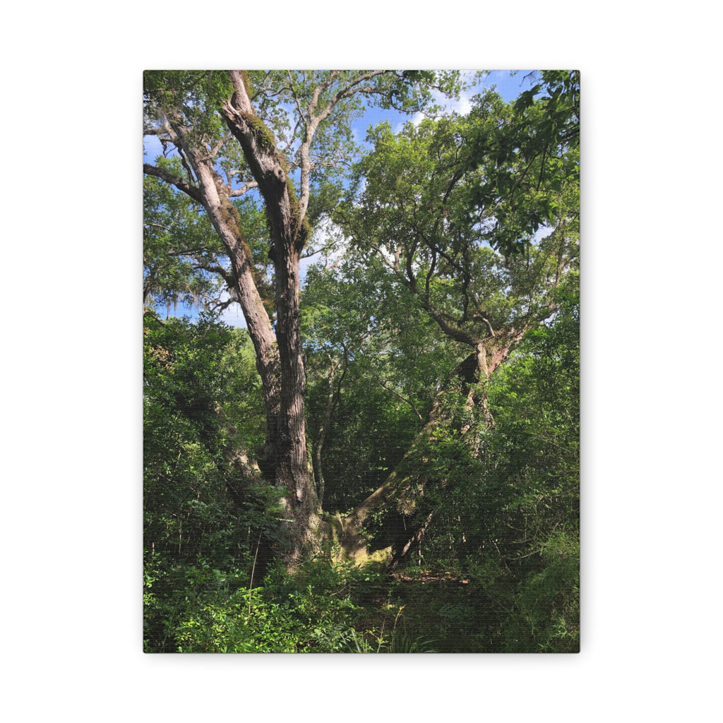 San Bernard Oak - Texas Largest Live Oak Sunlit Forest Trees Matte Canvas