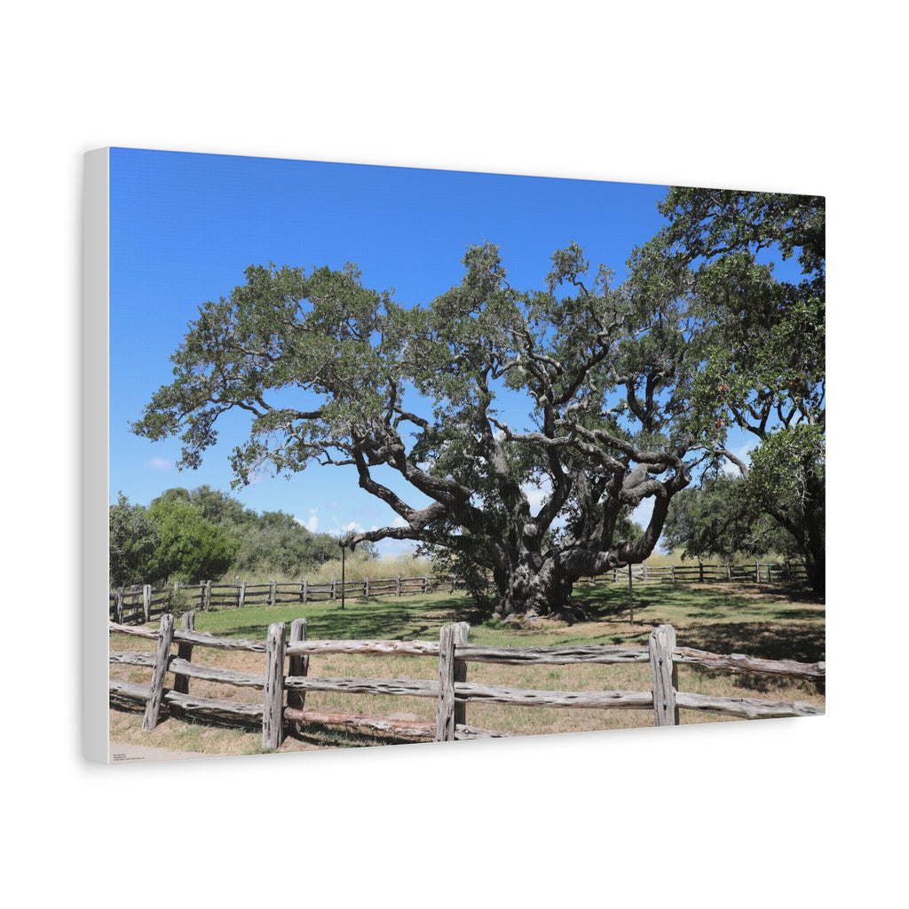 Big Tree - One Of The Most Famous/Largest Live Oak Tree Landscape Canvas | Matte Stretched Canvas